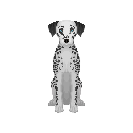 Adorable dalmatian dog with blue eyes and black round spots on body. Detailed flat vector design for promo poster flyer of pet shopのイラスト素材