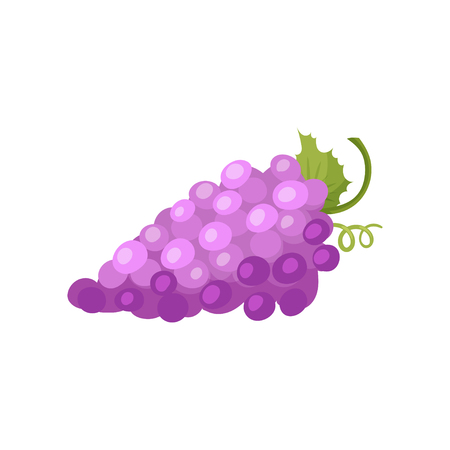 Bunch of ripe purple grapes with green leaf. Fresh and healthy food. Element for juice packaging or promo poster. Flat vector iconのイラスト素材