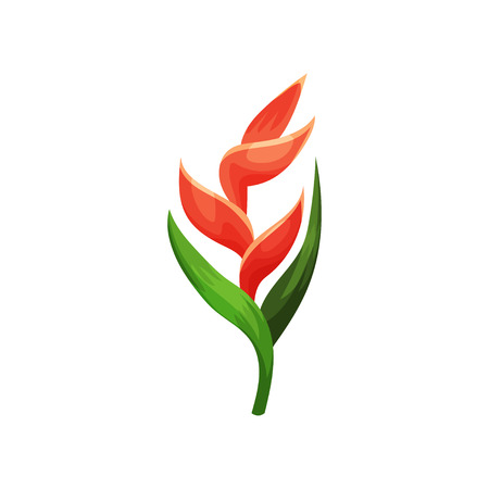 Beautiful heliconia flower. Botanical or gardening theme. Flat vector element for promo poster, flyer or invitationのイラスト素材
