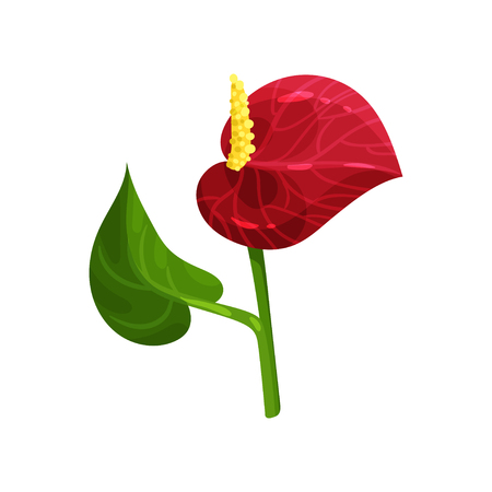Gorgeous tropical flower. Anthurium with red petal and green leaf. Flat vector element for invitation, poster or postcardのイラスト素材