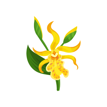 Blooming Canna lily with yellow petals and green leaf. Gorgeous tropical flower. Flat vector element for botanical book or posterのイラスト素材