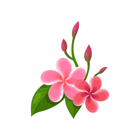 Icon of frangipani plumeria . Tropical flowers with pink petals and green leaves. Flat vector for postcard, botanical book or bannerの写真素材