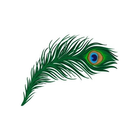 Long emerald-green feather of peacock. Plumage of beautiful wild bird. Detailed flat vector element for poster, book or printのイラスト素材