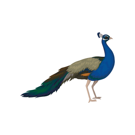 Portrait of gorgeous peacock. Detailed flat vector icon of wild bird. Wildlife and fauna themeのイラスト素材