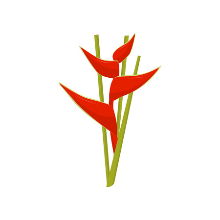 Flat vector icon of heliconia flower. Beautiful tropical plant. Botanical theme. Element for promo flyer, banner or posterのイラスト素材