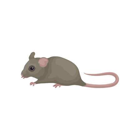 Gray domestic mouse. Small rodent with pointed snout, rounded ears and long pink tail. Flat vector element for poster or banner of zoo shopのイラスト素材