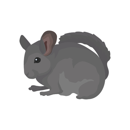 Gray domestic chinchilla. Rodent with soft fur, small ears and long bushy tail. Small mammal animal. Flat vector for poster or bannerのイラスト素材