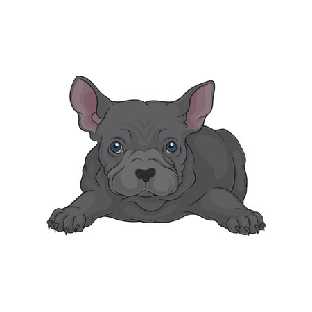 boston terrier store