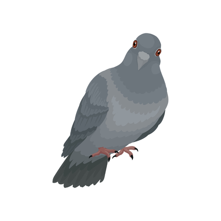 Cute grey urban pigeon vector Illustrations on a white backgroundのイラスト素材