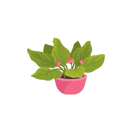 Viola plant in bright pink flowerpot. Houseplant with small blooming flowers and green leaves. Natural home decor element. Botany theme. Colorful vector icon in flat style isolated on white backgroundのイラスト素材