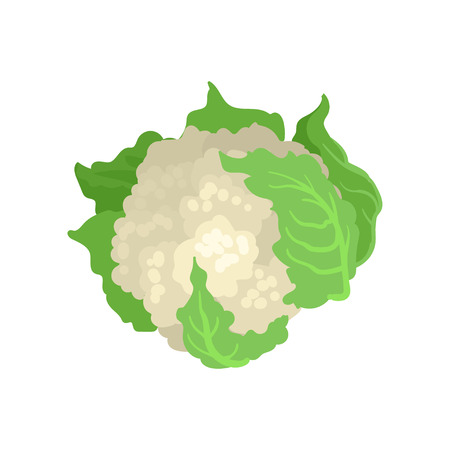 Cauliflower with bright green leaves. Natural and healthy vegetable. Organic farm product. Vegetarian nutrition. Food theme. Colorful vector illustration in flat style isolated on white background.のイラスト素材