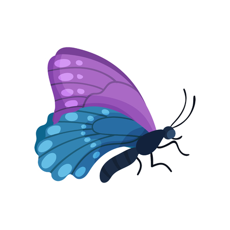 Beautiful flying blue and purple butterfly insect vector Illustration isolated on a white background.のイラスト素材