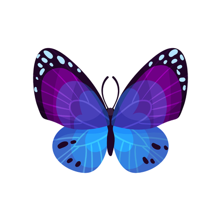 Beautiful bright butterfly insect vector Illustration isolated on a white background.のイラスト素材