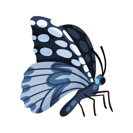 Beautiful gray butterfly insect vector Illustration isolated on a white background.のイラスト素材
