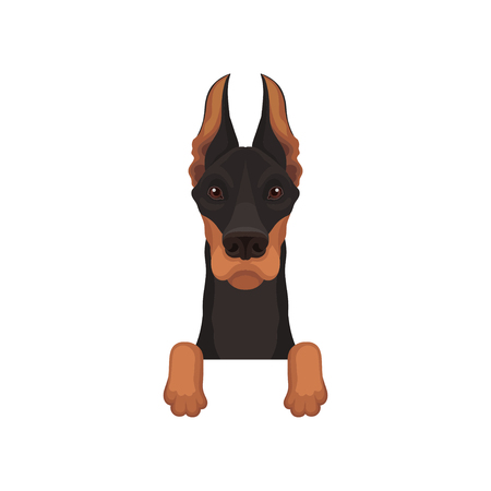 Portrait of dobermann with paws. Dog hanging on border. Home pet with black coat and long pointed ears. Flat vector designのイラスト素材