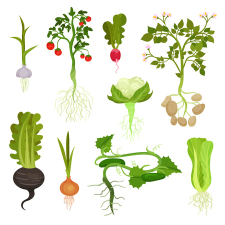 Set of different vegetables with roots. Organic and healthy food. Natural farm products. Cultivated plants. Graphic elements for book about gardening. Flat vector icons isolated on white background.のイラスト素材