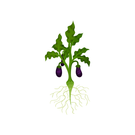Bush with roots, ripe eggplants and green leaves. Nature and gardening theme. Graphic element for book or poster about growing vegetables. Colorful flat vector design isolated on white background.のイラスト素材
