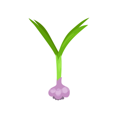 Y veggie vegetable English alphabet letter made from garlic vector Illustration isolated on a white background.のイラスト素材