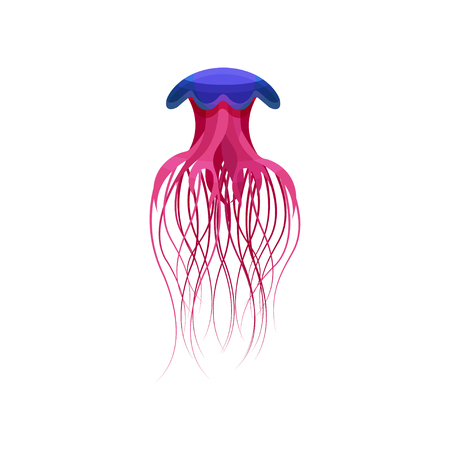 Bright magenta jellyfish, beautiful sea creature vector Illustration isolated on a white background.のイラスト素材
