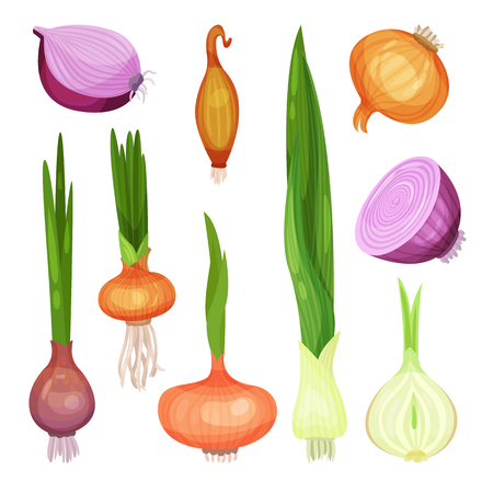 Different kinds of onions set, red, yellow, white and green onion vector Illustrations isolated on a white background.のイラスト素材