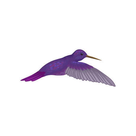 Hummingbird, tiny colibri with bright sapphire plumage vector Illustration isolated on a white background.のイラスト素材