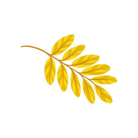 Yellow autumn aronia leaf vector Illustration isolated on a white background.のイラスト素材