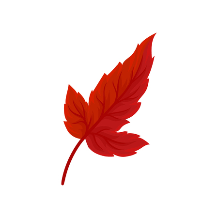 Bright autumn leaf vector Illustration isolated on a white background.のイラスト素材