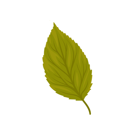 Green beech leaf vector Illustration isolated on a white background.のイラスト素材