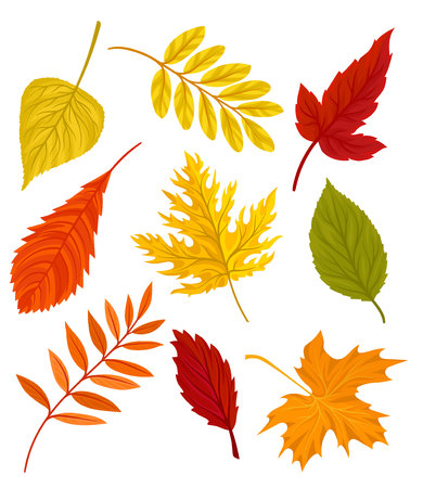 Collection of beautiful colourful autumn leaves vector Illustration on a white backgroundのイラスト素材