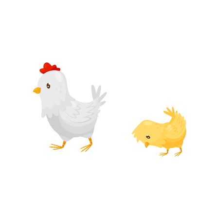 White hen walking with little yellow chick. Domestic fowl. Cartoon characters of farm birds. Graphic element for children book or poster. Colorful flat vector illustration isolated on white backgroundのイラスト素材