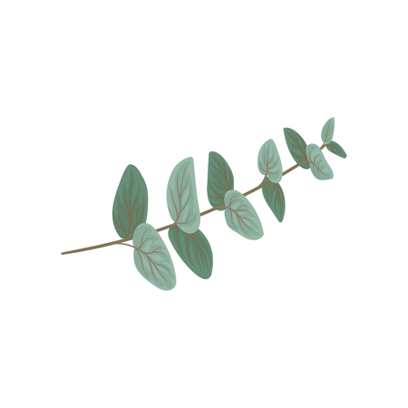 Twig with green leaves, floral design element vector Illustration isolated on a white background.のイラスト素材