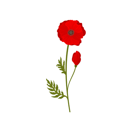 Bright blooming red poppy flowers with stem and leaves, botanical symbol vector Illustration isolated on a white background.のイラスト素材