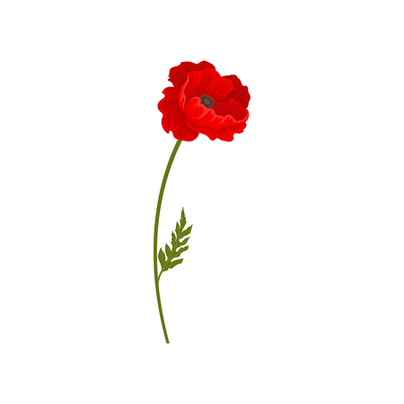 Red blooming poppy flower, botanical symbol vector Illustration isolated on a white background.のイラスト素材