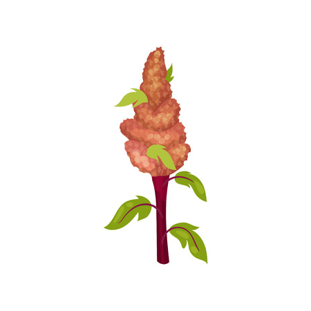 Colorful illustration of sorghum. Cereal plant. Organic agricultural crop. Harvest and farming theme. Graphic element for book or product packaging. Flat vector design isolated on white background.のイラスト素材