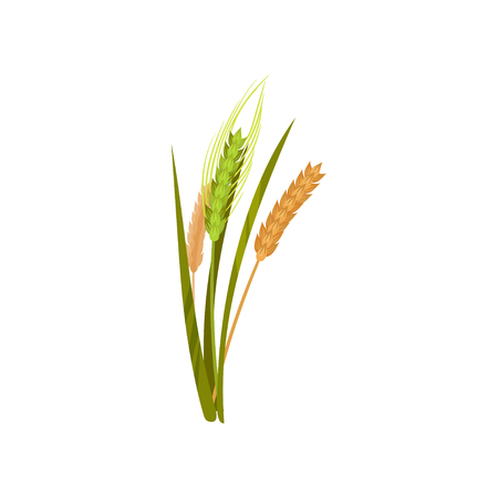 Dry yellow and fresh green spikelets of wheat. Grain culture. Cereal plant. Agricultural crop. Farming theme. Graphic element for product packaging or advertising poster. Isolated flat vector design.のイラスト素材