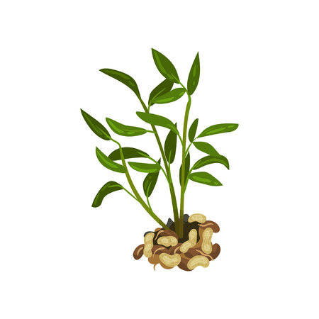 Bush of peanut with bright green leaves. Natural product. Plant of pea family. Agricultural harvest. Farming theme. Graphic element for book or poster. Flat vector design isolated on white background.のイラスト素材