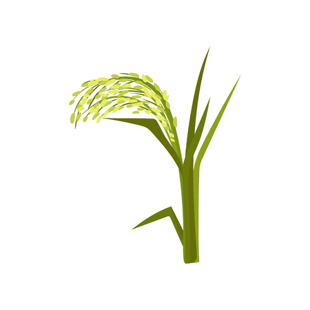 Illustration of green millet. Fast-growing cereal plant. Grain culture. Organic product. Agricultural crop. Farming theme. Graphic element for promo poster. Flat vector isolated on white background.のイラスト素材