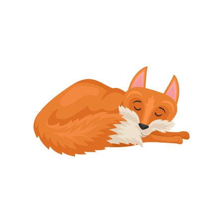 Illustration of sleeping red fox. Mammal animal with orange coat. Cartoon character of forest creature. Colorful graphic element for children story book. Flat vector icon isolated on white background.のイラスト素材