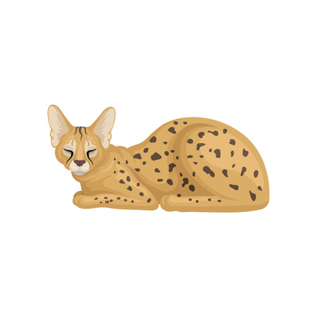 Colorful illustration of sleeping African serval. Brown wild cat with large ears and black spots on body. Predatory animal. Wildlife theme. Vector icon in flat style isolated on white background.のイラスト素材
