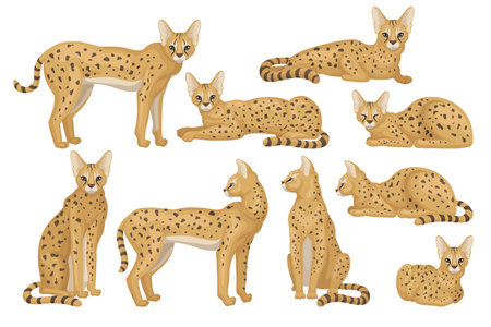 サーバルキャットの写真 イラスト素材一覧 859件 ストックフォトのamanaimages Plus