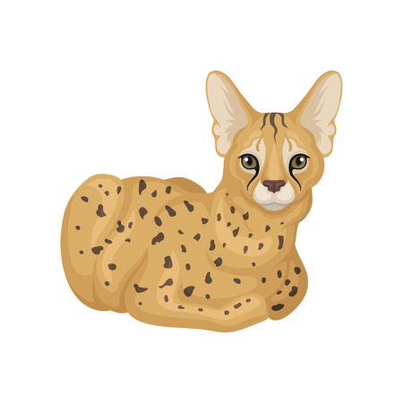 Adult serval lying on floor. Wild cat with spotted body and large ears. Predatory creature. African animal. Wildlife theme. Colorful vector illustration in flat style isolated on white background.のイラスト素材