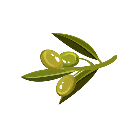 Sprig with green glossy olives and leaves. Natural product. Organic food. Traditional symbol of peace. Graphic element for poster or banner. Colorful flat vector design isolated on white background.のイラスト素材
