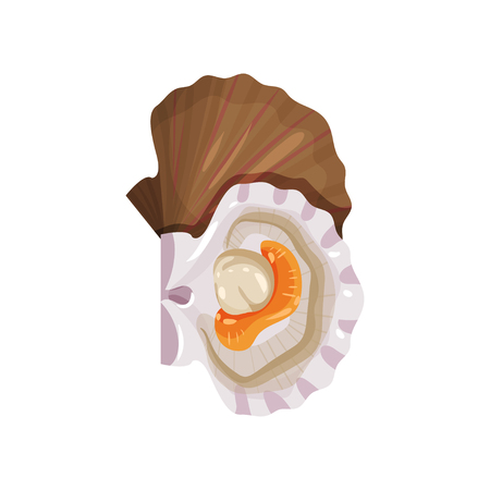 Detailed flat vector icon of open scallop. Edible marine mollusk. Tasty sea product. Seafood themeの写真素材