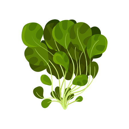 Mache fresh salad leaves, healthy organic vegetarian food, vector Illustration isolated on a white background.のイラスト素材