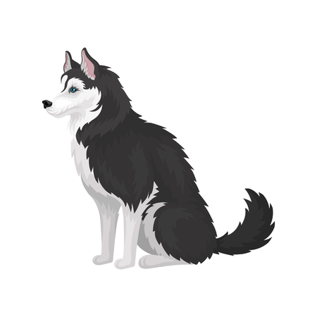 Siberian Husky sitting, white and black purebred dog animal with blue eyes, side view vector Illustration on a white backgroundのイラスト素材