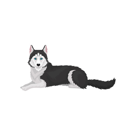 Siberian Husky, purebred dog animal with blue eyes vector Illustration on a white backgroundのイラスト素材