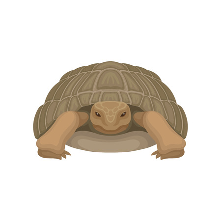 Large turtle, tortoise reptile animal, front view vector Illustration on a white backgroundのイラスト素材