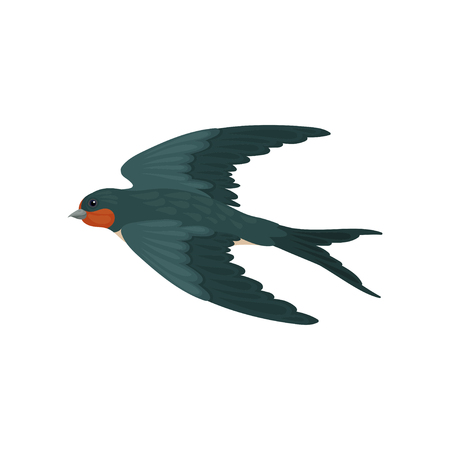 Graceful flying swallow bird with colored plumage vector Illustration on a white backgroundのイラスト素材