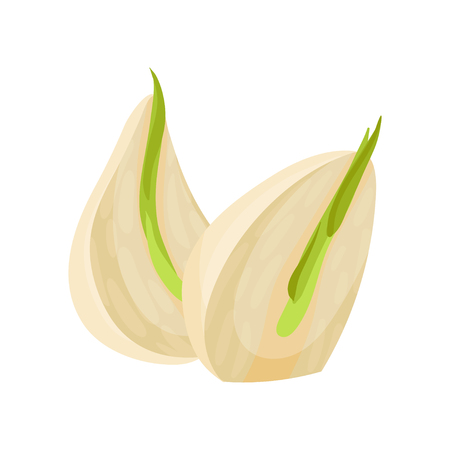 Illustration of two sprouted cloves of garlic. Aromatic plant. Culinary ingredient. Natural product. Used in food cooking and medicine. Colorful vector icon in flat style isolated on white background.のイラスト素材