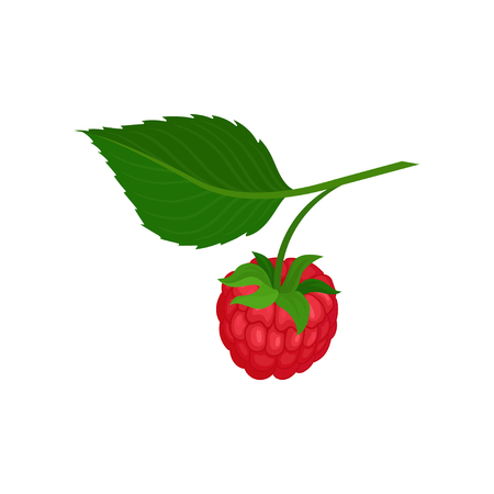 Sweet red raspberry hanging on sprig with green leaf. Natural food full of vitamins. Ripe garden berry. Juicy fruit. Organic product. Colorful flat vector illustration isolated on white background.のイラスト素材